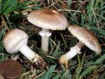 fungi images: Agaricus micromegathus